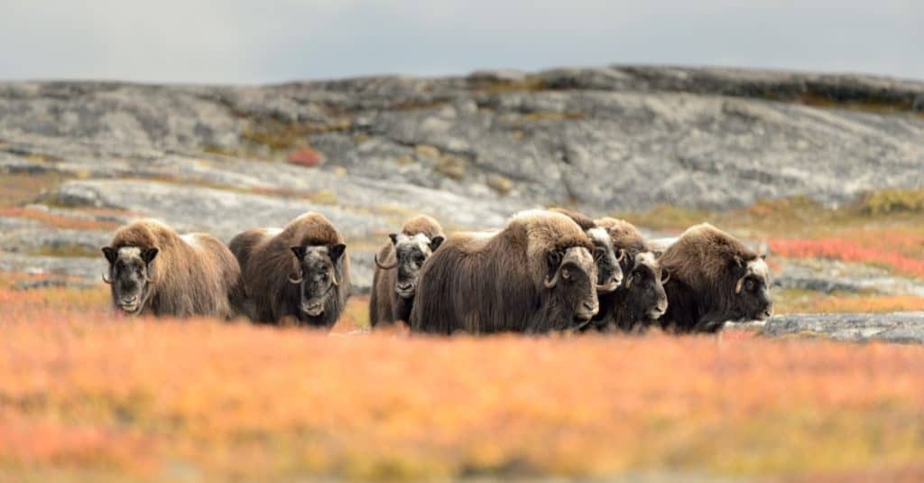 Muskox group (Ovibos moschatus) in field