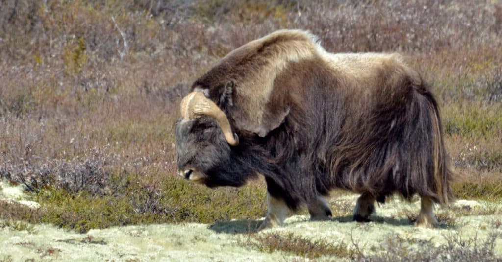 Muskox - Ovibos moschatus - in natural habitat