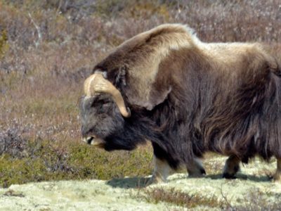 Muskox Animal Facts | Ovibos moschatus | AZ Animals