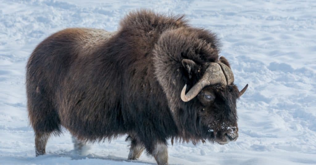 Muskox walking in the Snow