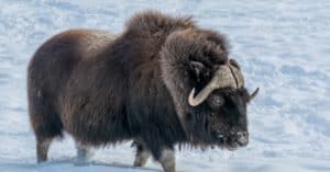 Muskoxen Create a Wall of Horns to Protect Their Calves From Attacking Wolves Picture
