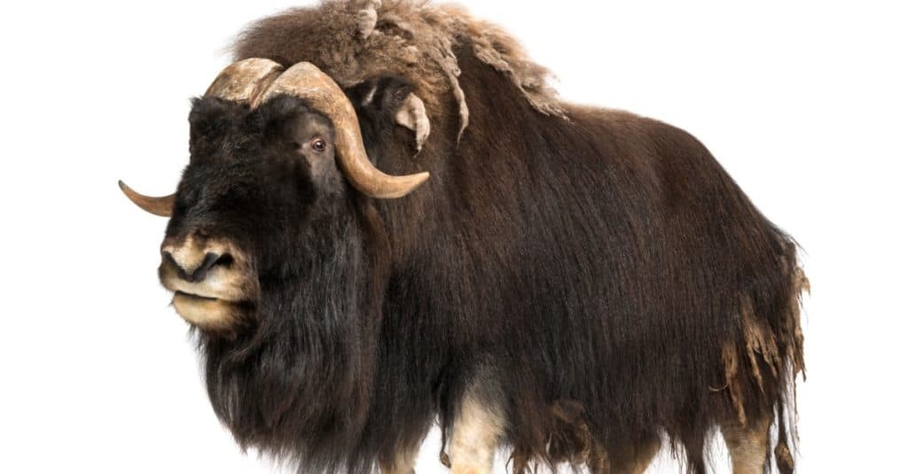 Muskox isolated on white background