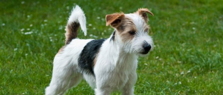 Parson Russell Terrier standing on grass