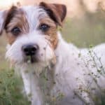Parson Russell Terrier