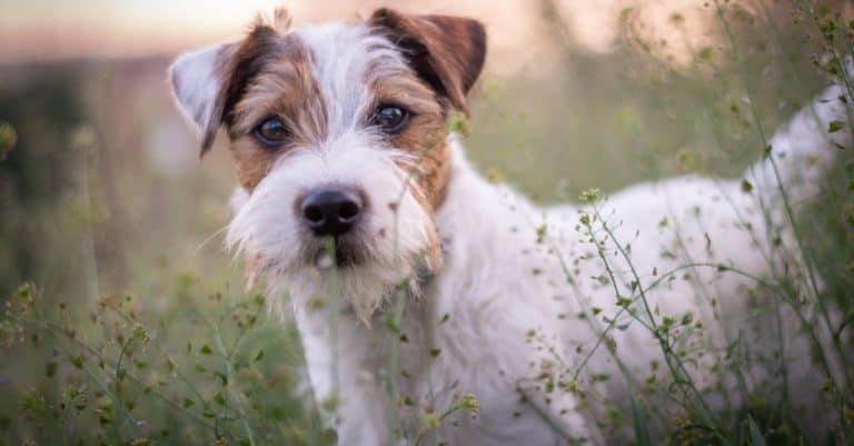 Parson Russell Terrier Sitting in Grass