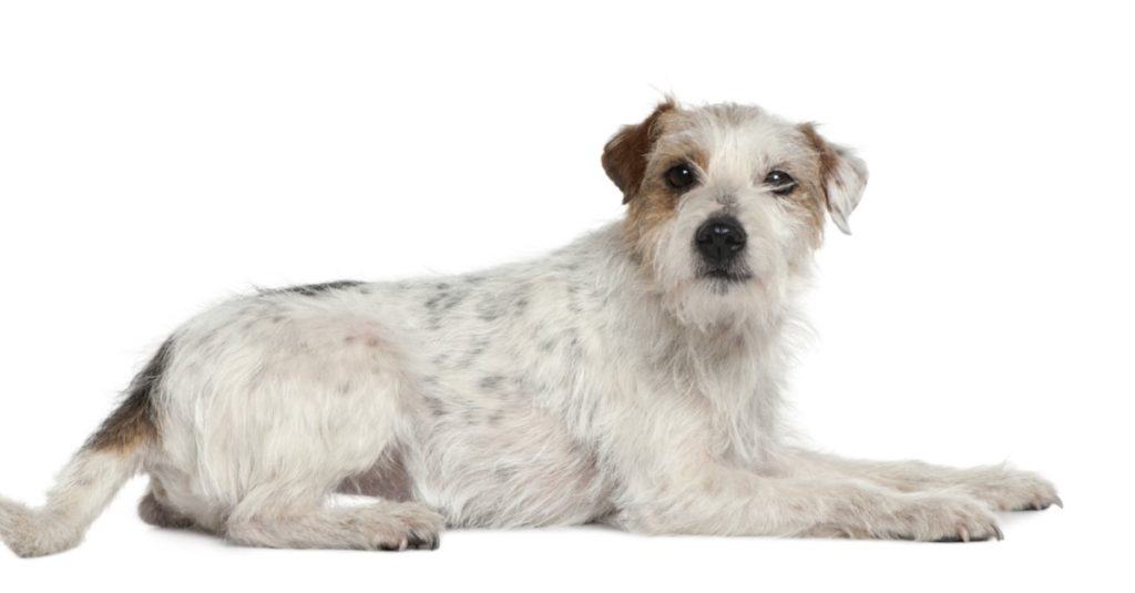 Parson Russell Terrier isolated on white background