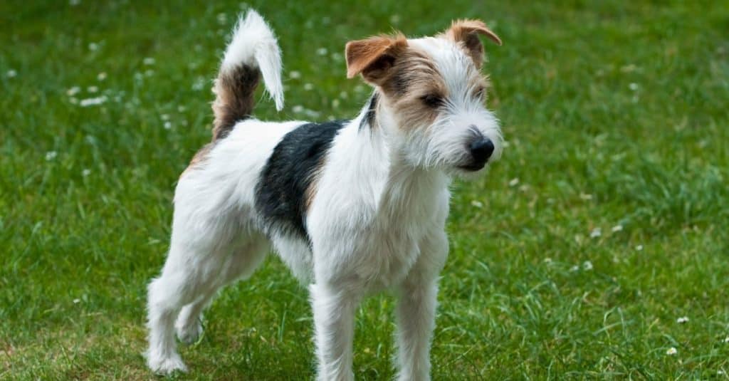 Parson Russell Terrier standing on grass