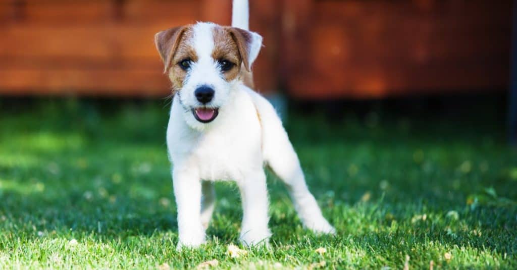 Parson Russell Terrier puppy in the garden