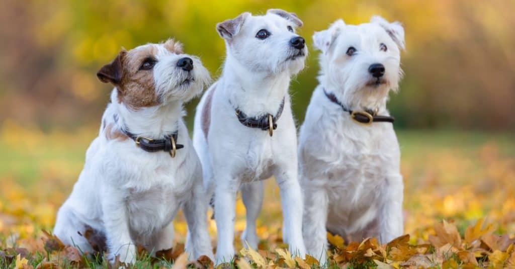 Three Parson Russell Terriers side by side on an autumnal meadow