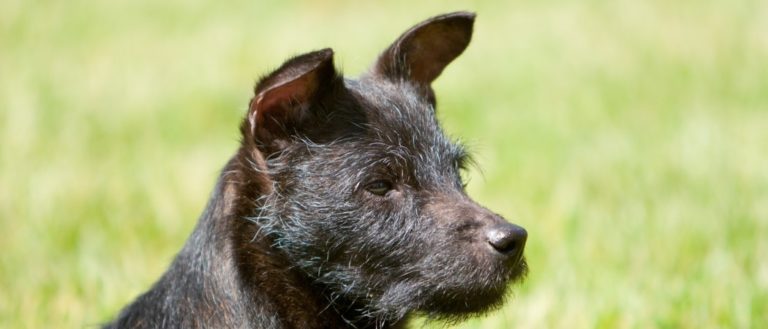 black Patterdale terrier dog close-up