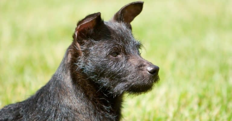 Side-view profile of black Patterdale terrier dog