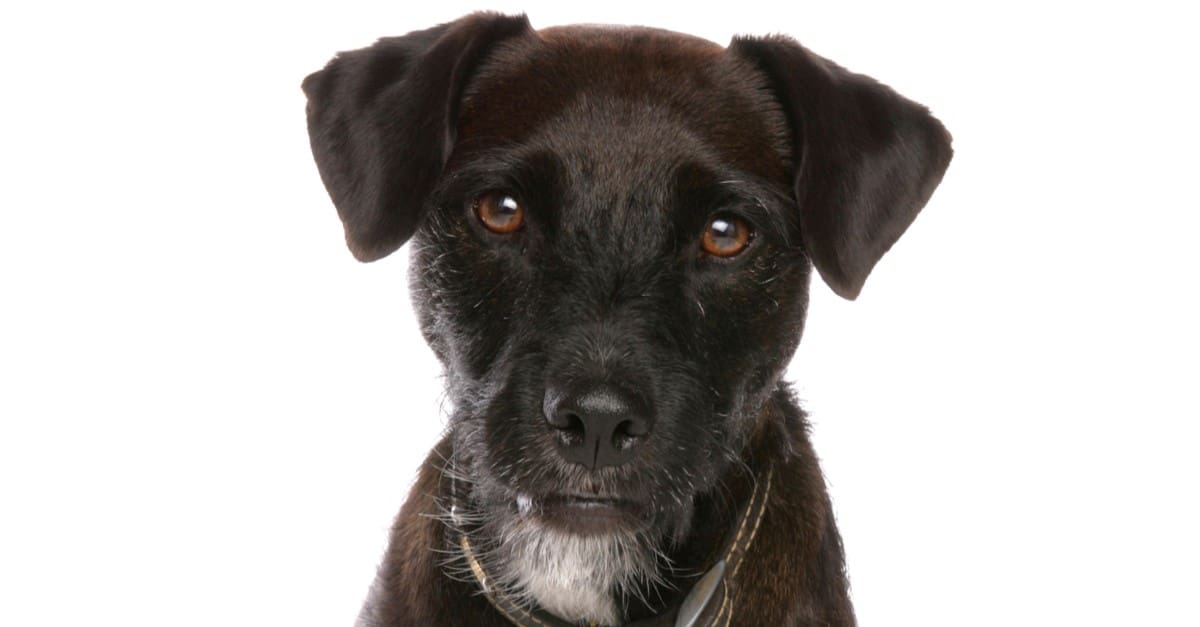 Patterdale terrier isolated on white background