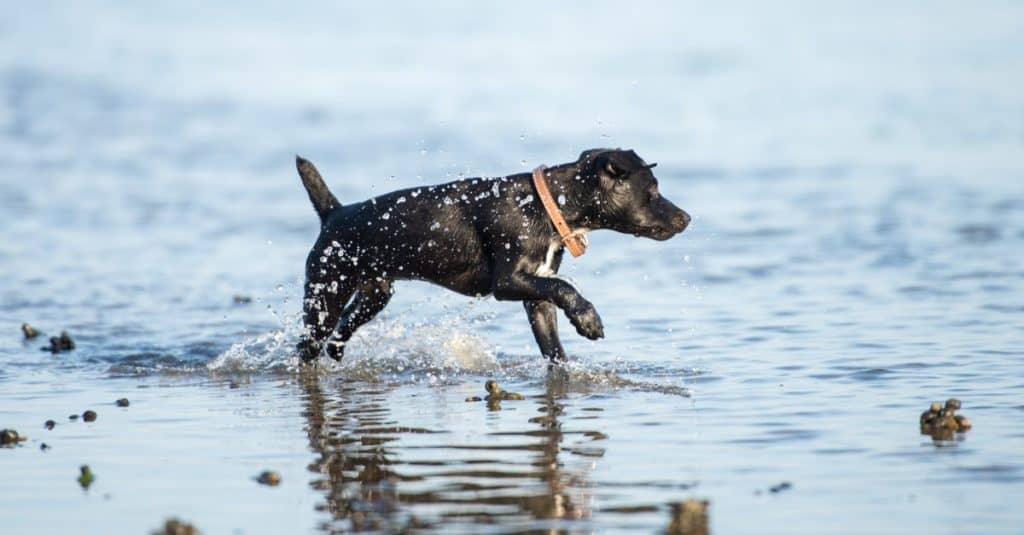 Black Patterdale Terrier dog running on the beach in summer