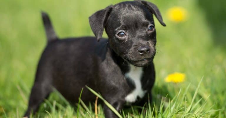 Black Patterdale Terrier Puppy in the spring grass