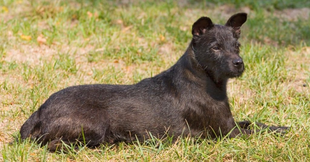 Patterdale terrier resting