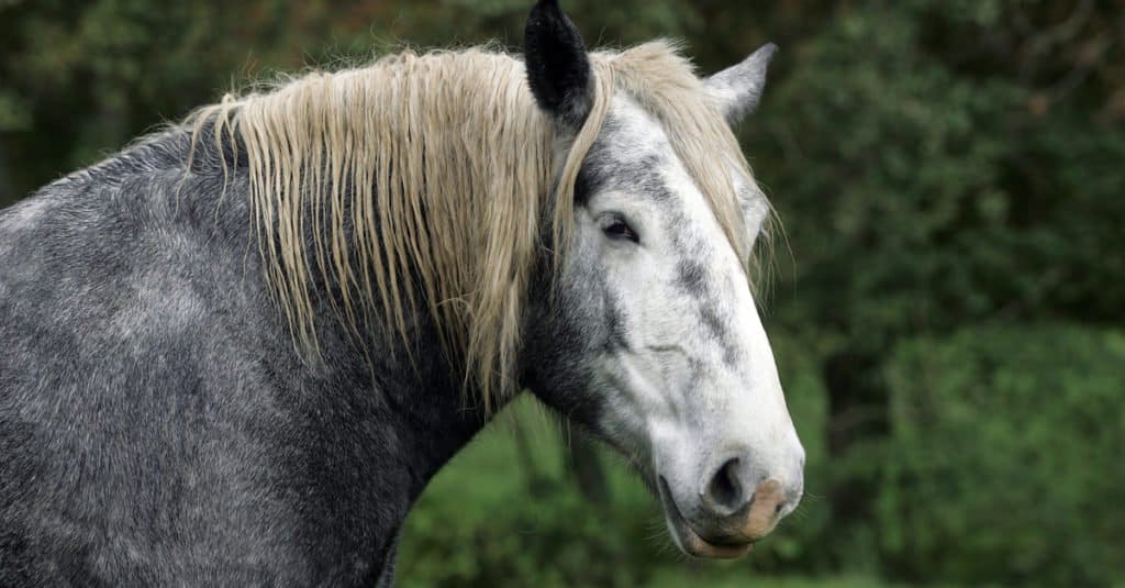 Biggest Horses: Percheron