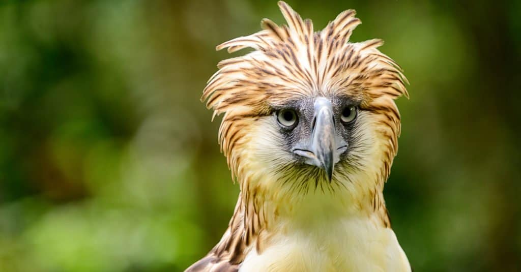 Le plus grand oiseau de proie - l'aigle des Philippines