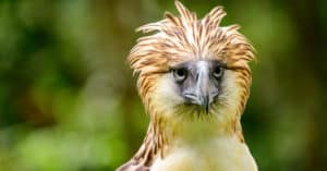 The Philippine Eagle: National Bird of the Philippines Picture