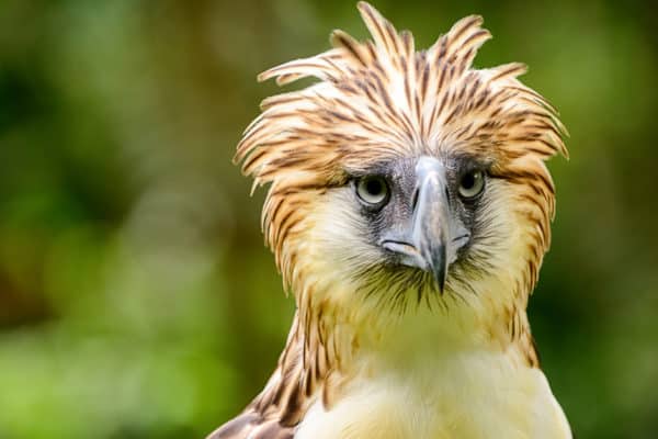 The Philippine Eagle has a unique look that helps it blend in with the environment.
