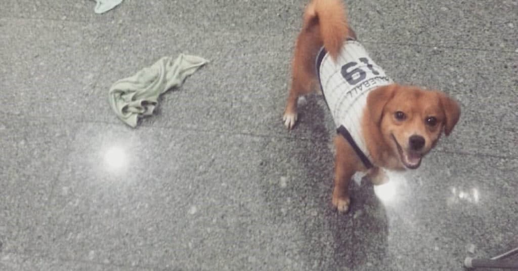 Pomeagle dog paying with his dog jacket