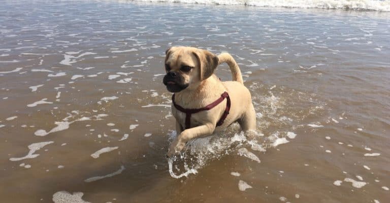 Cute little Puggle running and enjoying the beach
