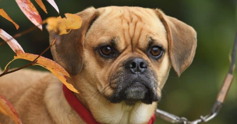 Puggle, standing outside under an autumn tree.