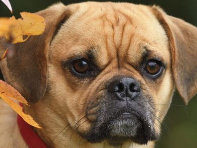 Puggle Picture