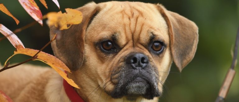 Puggle dog under a tree in autumn