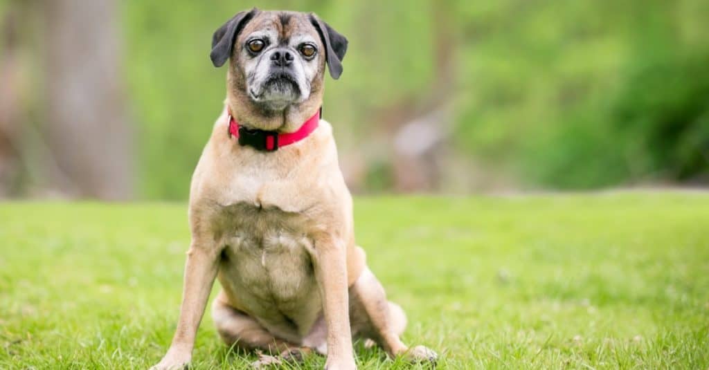 A Pug x Beagle mixed breed dog, also known as a "Puggle", wearing a red collar outdoors.