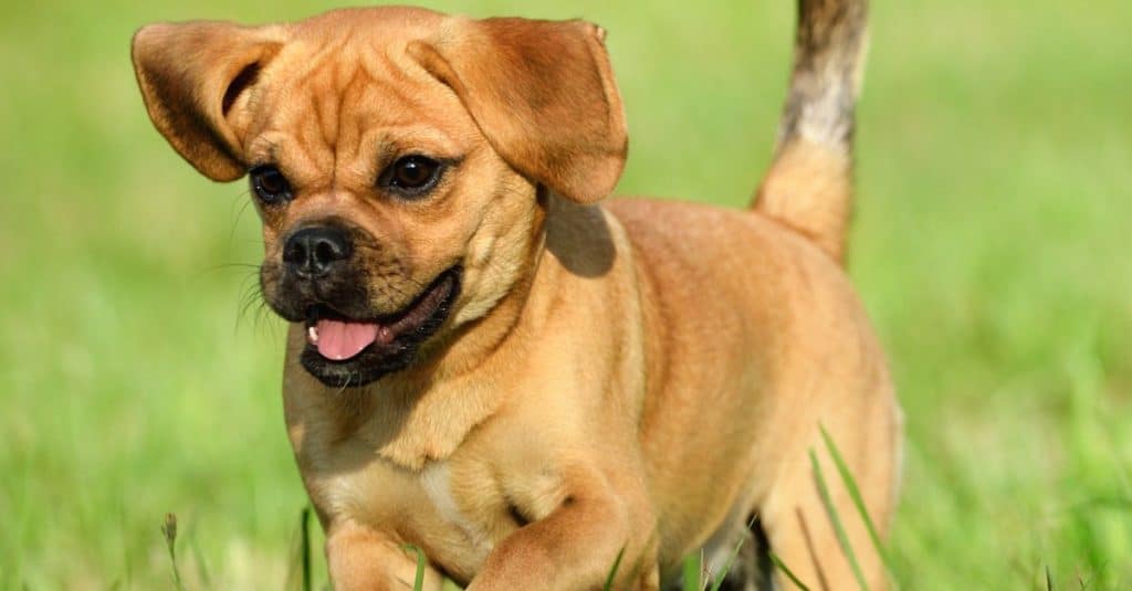 Cute puppy, 10 week-old Puggle Dog (Pug and Beagle mix) playing in the field