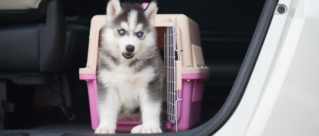 A husky puppy gets out of her crate in the trunk of a car.
