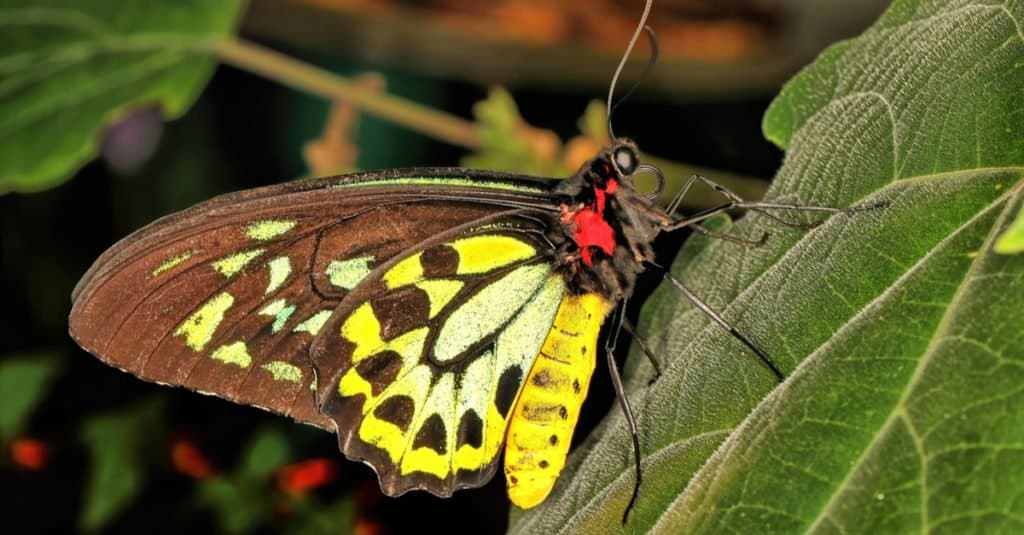 Largest Insects - Butterflies