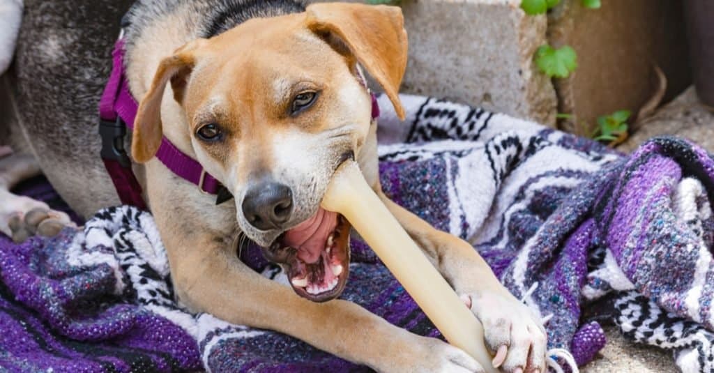A Raggle (Beagle Rat Terrier mix) dog chewing on a bone while sitting on a blanket on cement