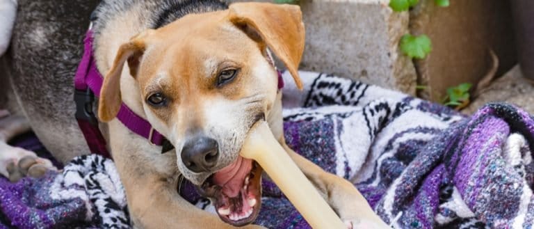 A Raggle (Beagle Rat Terrier mix) dog chewing on a bone while sitting on a blanket on cement