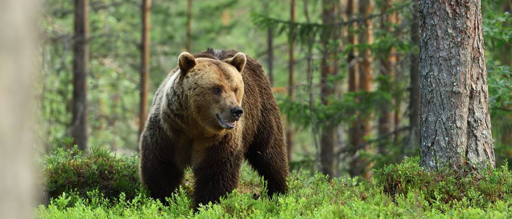 Wildlife In Russia Types Of Russian Animals A Z Animals