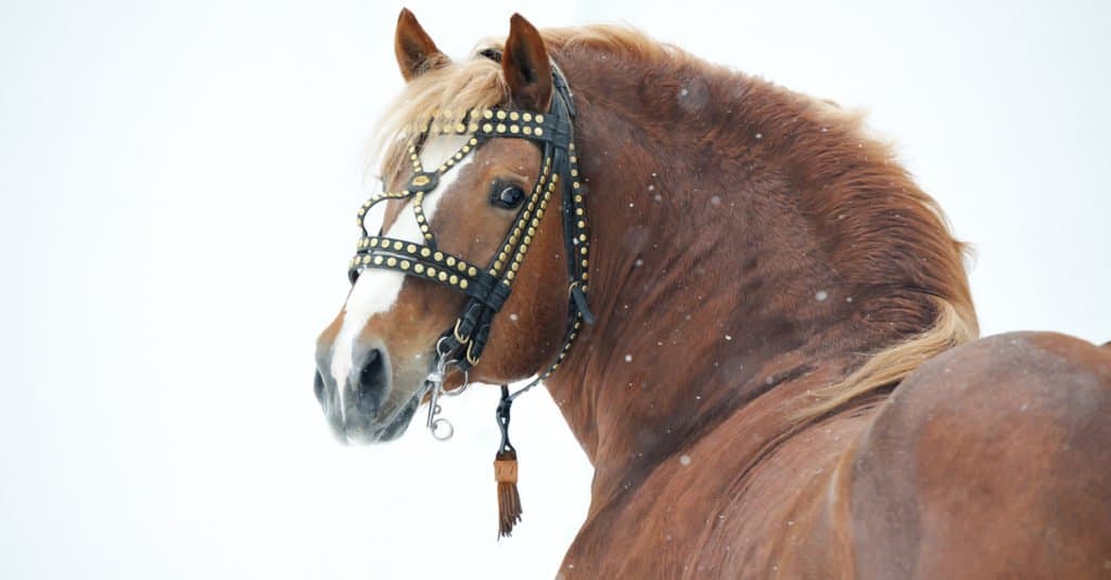 longest horse tail in the world