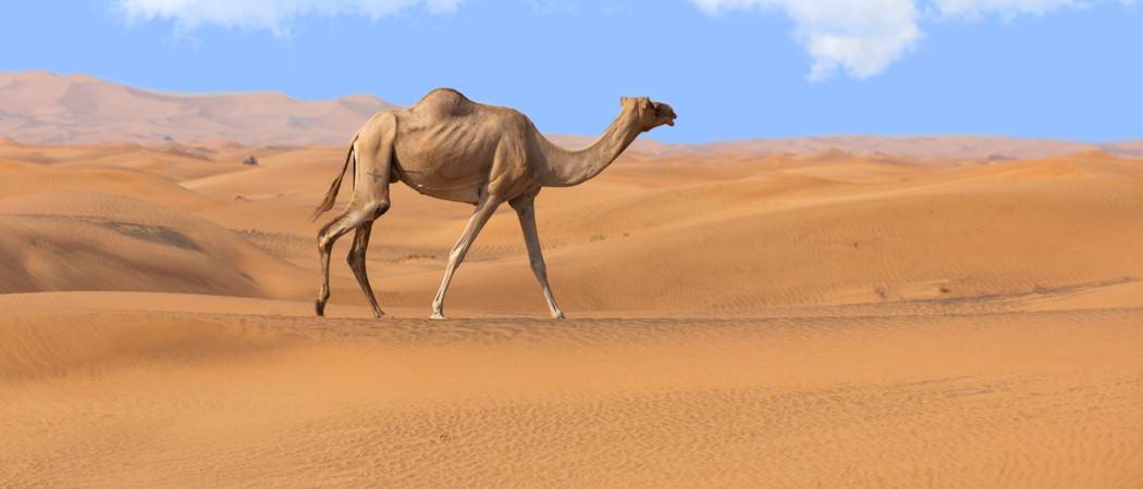 Wildlife in Saudi Arabia - Types of Saudi Arabian Animals - AZ Animals