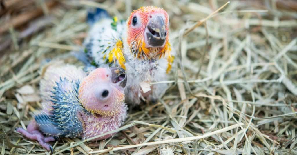 Two beautiful Baby Scarlet Macaws in the nest.