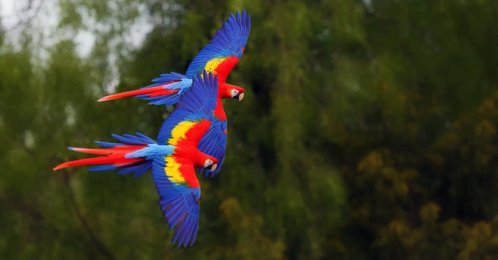The scarlet macaw (Ara macao) flying through the forest with green background.
