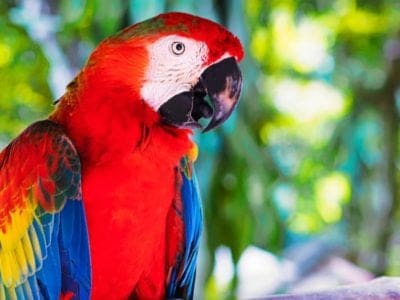 A Scarlet Macaw