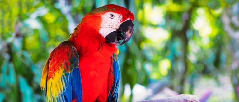 Colored Scarlet Macaw parrot sits on a branch in the tropical forest.
