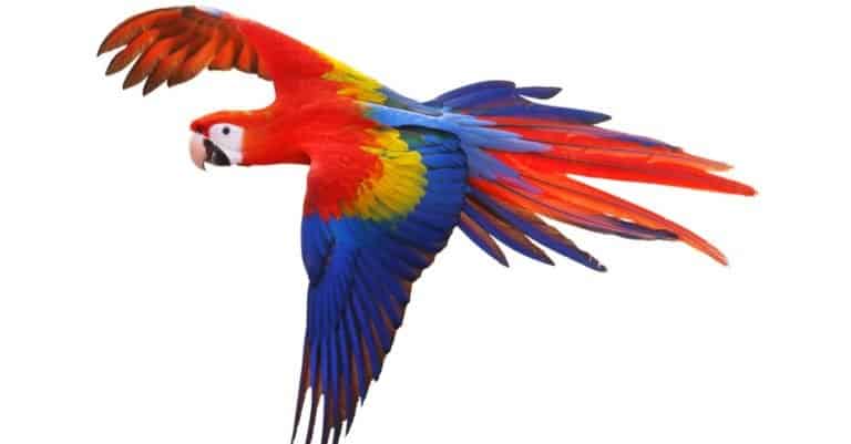 Scarlet macaw parrot isolated on white background.