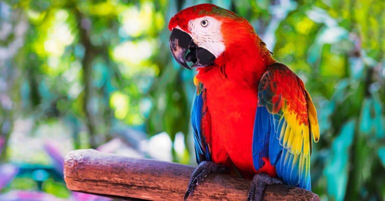 Colored exotic Scarlet Macaw parrot sits on a branch in the tropical forest