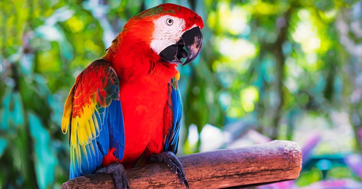 Scarlet Macaw Bird Facts Ara Macao Az Animals