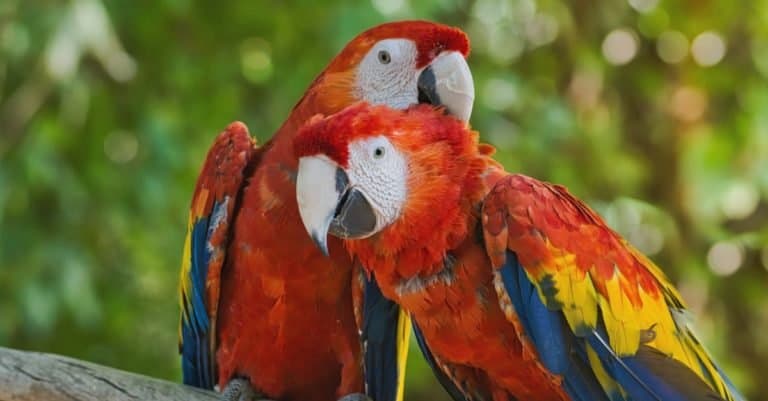 Portrait of two scarlet macaws perched on a tree branch against a colorful green background.