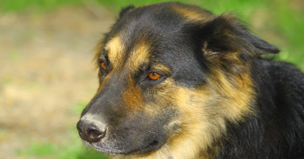 A portrait of Bear the German Shepherd Rottweiler mix, Shepweiler, outside on a summer day