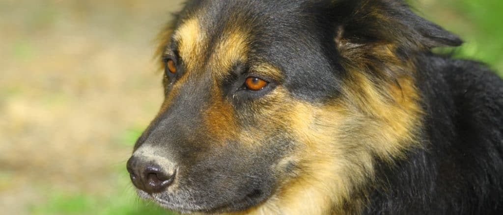 Shepweiler close-up