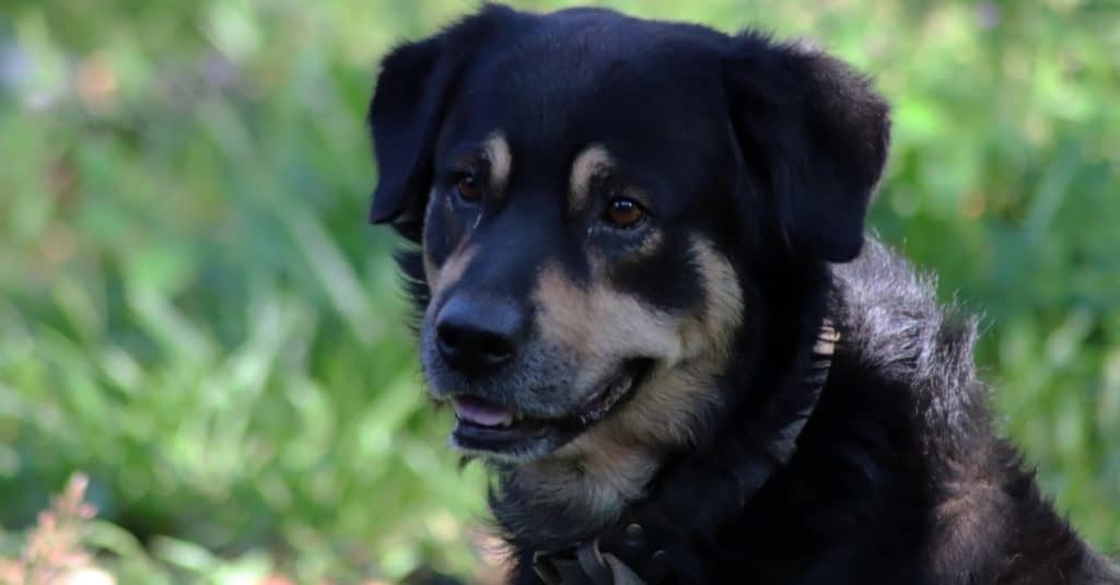 Rottweiler and German shepherd mix dog, Shepweiler, sitting in the garden.