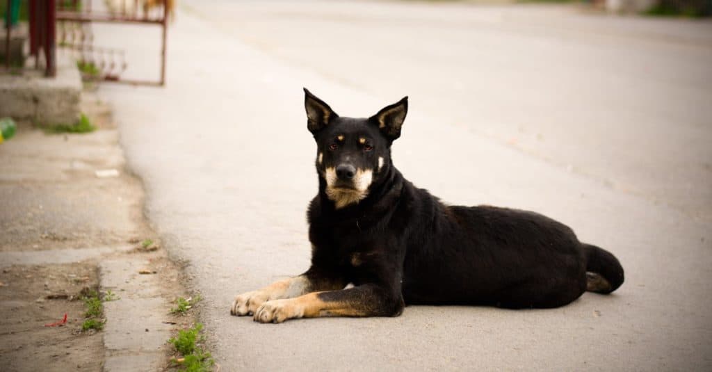 German shepherd and Rottweiler mix, Shepweiler, in Slovak gypsy village