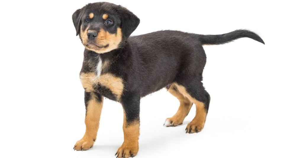 Cute young black and tan color Rottweiler and Shepherd mixed breed dog, Shepweiler, standing on white background